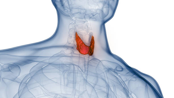 istock Human Body Glands Thyroid Gland Anatomy 1362204342