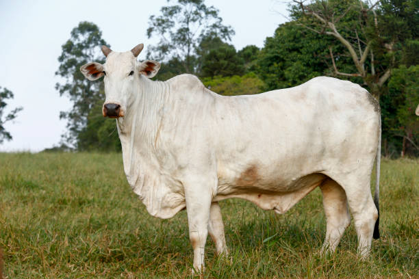 istock Closeup of Nelore cattle on green grass 1362204411