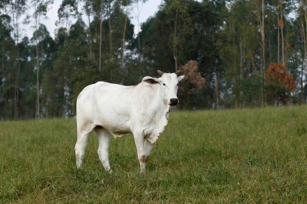 istock Closeup of Nelore cattle on green grass 1362204412