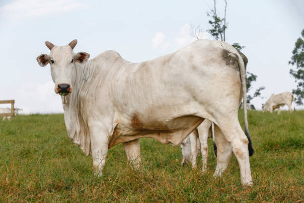 istock Closeup of Nelore cattle on green grass 1362204423