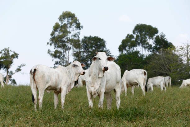 istock Rural landscape with cattle, green pasture and trees 1362204430