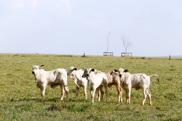 istock Rural landscape with cattle, green pasture and trees 1362205008