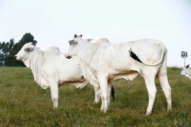 istock Closeup of Nelore cattle on green grass 1362205016