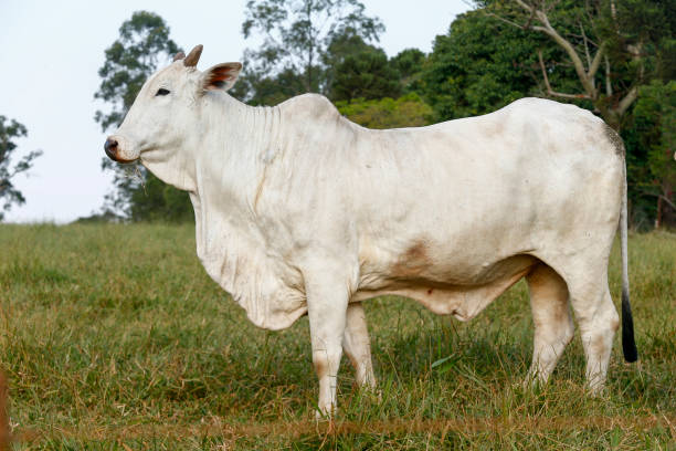 istock Closeup of Nelore cattle on green grass 1362205019