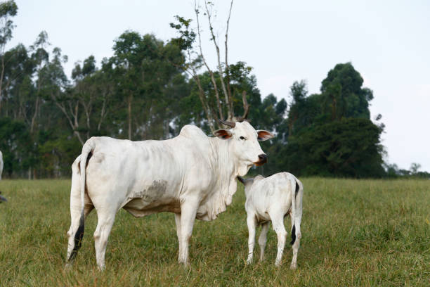 istock Closeup of Nelore cattle on green grass 1362205023