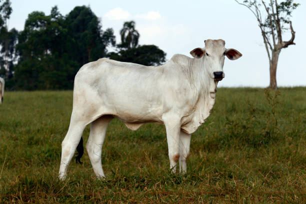 istock Closeup of Nelore cattle on green grass 1362205033