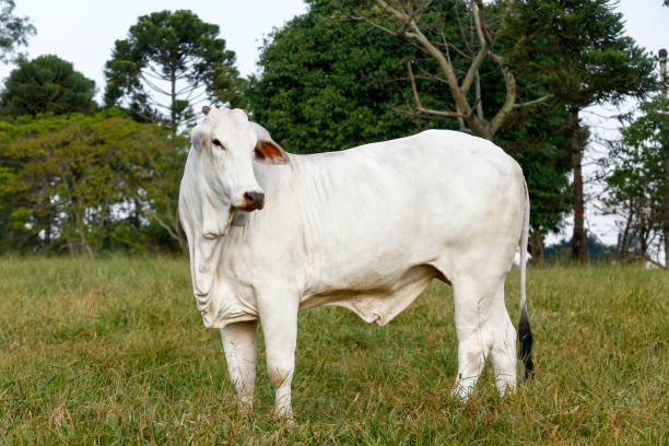 istock Nelore cattle in green pasture 1362205066