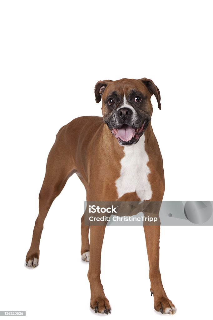 ボクサー立つフルボディ - ボクサー犬のロイヤリティフリーストックフォト