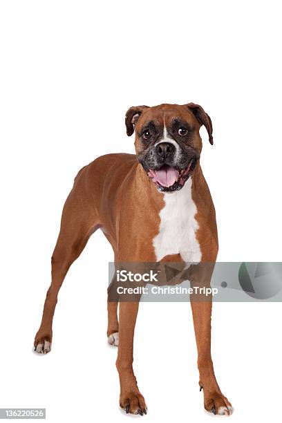 ボクサー立つフルボディ - ボクサー犬のストックフォトや画像を多数ご用意 - ボクサー犬, イヌ科, カットアウト