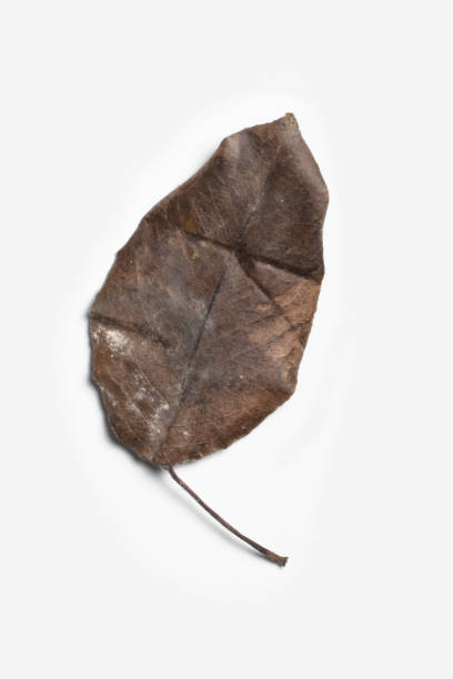 istock Texture of yellow autumn leaf isolated on a white background 1362205311