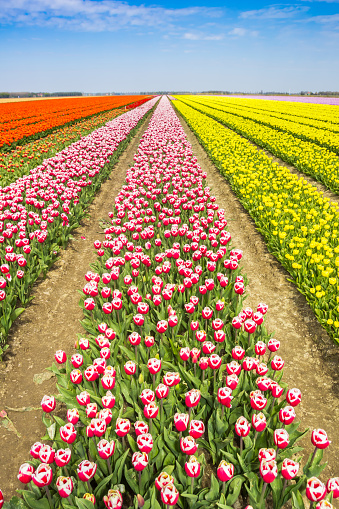 Field of colorful red and yellow tulips in Noordoostpolder, Netherlands