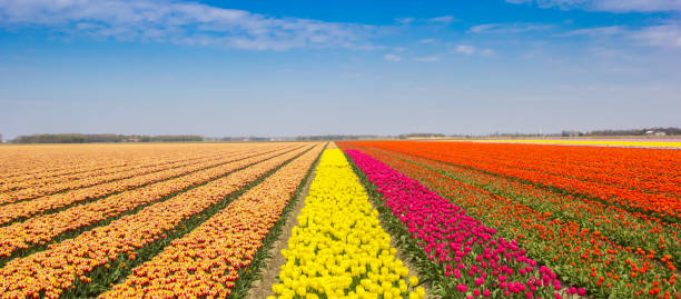 panorama jasnych kolorów pola tulipanów w noordoostpolder - noordoostpolder zdjęcia i obrazy z banku zdjęć