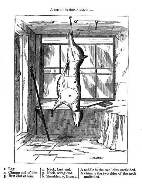 gravuren aus dem 19. jahrhundert schlachtung von schafkadavern; warne's kochkunst und hauswirtschaft 1860 - dead animal butcher meat sheep stock-grafiken, -clipart, -cartoons und -symbole