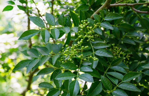 Close-up of green berries of Zanthoxylum americanum, Prickly ash (Sichuan pepper) a spiny tree with prickly branches. Nature concept for design. Close-up of green berries of Zanthoxylum americanum, Prickly ash (Sichuan pepper) a spiny tree with prickly branches. Nature concept for design. zanthoxylum stock pictures, royalty-free photos & images