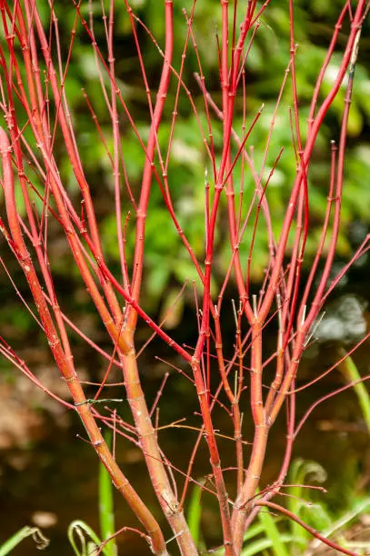 Acer Palmatum 'Sango Kaku' a deciduous ornamental shrub plant of Japan grown popular for its red bark in winter and commonly known as Coral bark Maple, stock photo image