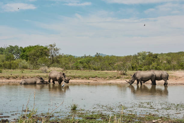 rhinocéros blanc ou rhinocéros à lèvres carrées, ceratotherium simum - swaziland photos et images de collection