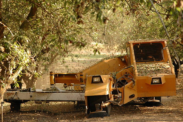 istock Almond at the harvest time 136220652