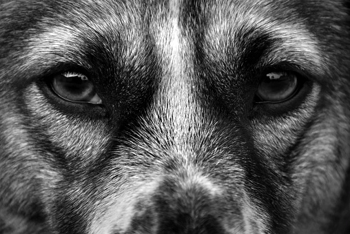 Close-up of dog's face and eyes in black and white