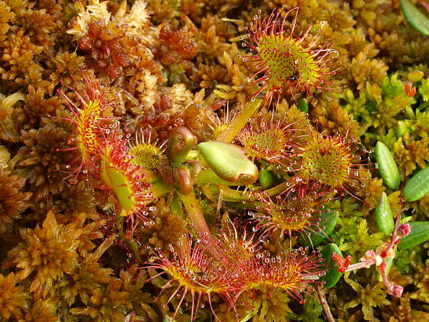 istock close-up of round-leaved sundew (Drosera rotundifolia) 136220738