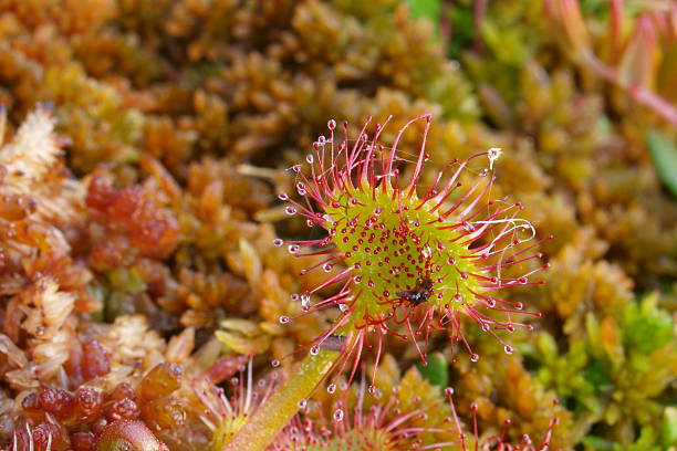 istock close-up of round-leaved sundew (Drosera rotundifolia) 136220770