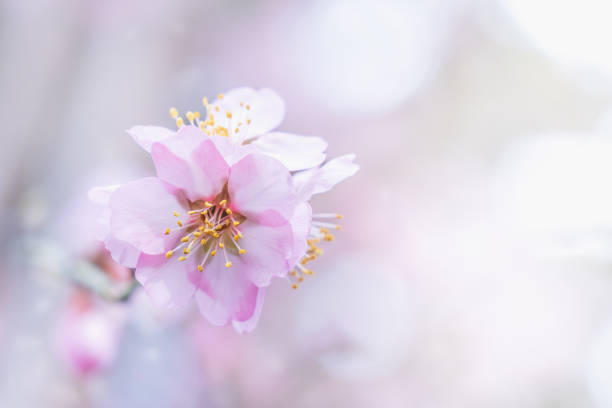 Blooming peach blossoms