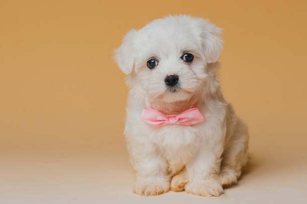 비숑 몰트 강아지 개 흰색 와 노란색 배경 - 몰티스 뉴스 사진 이미지