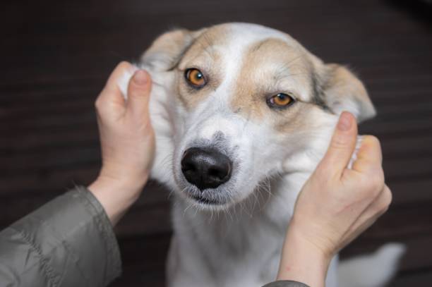 istock portrait of mixed breed dog that master  hands shows very fat  cheeks 1362209655