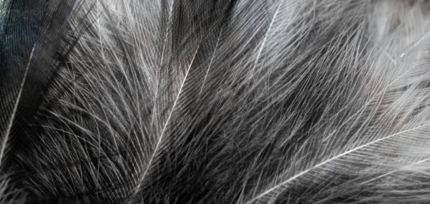 black and white feathers with visible details. background or textura