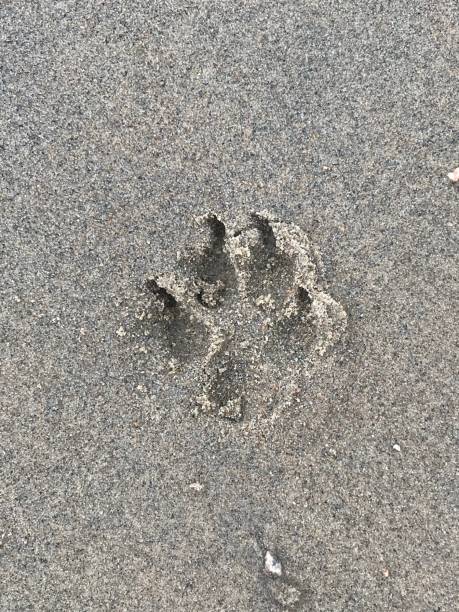 istock Large dog paw print in summer sand 1362210085