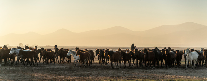 yabani at sürüsü manzarası. gün batımında yabani atları koşarken fotoğraflanmıştır. at çobanı at sürüsünü yönlendiriyor.
