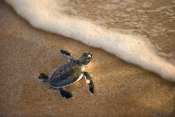 istock newly hatched baby turtle toward the ocean 136221294
