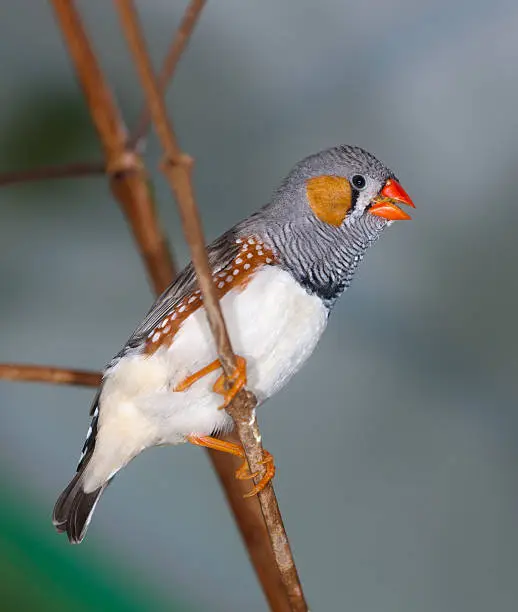 The singing zebra-finch on a branch close up (Taeniopygia guttata)