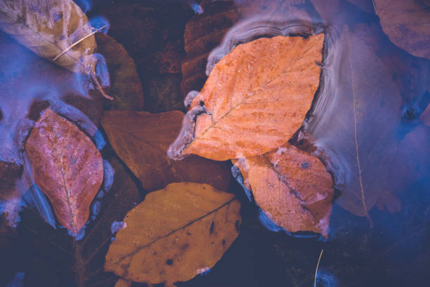 istock Colorful autumn leaves in a rain puddle 1362214266