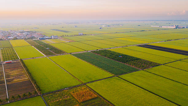 istock drone point of view Paddy Field in morning 1362214357