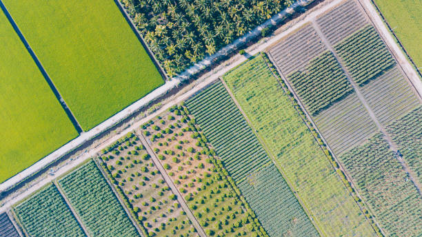 istock drone point of view Paddy Field in morning 1362214384