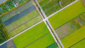 istock drone point of view Paddy Field in morning 1362214387