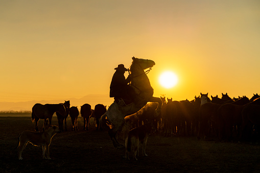 kovboy şapkalı adam atı şaha kaldırırken manzarası. gün batımında at çobanı  fotoğraflanmıştır. gün batımında full frame makine ile çekilmiştir
