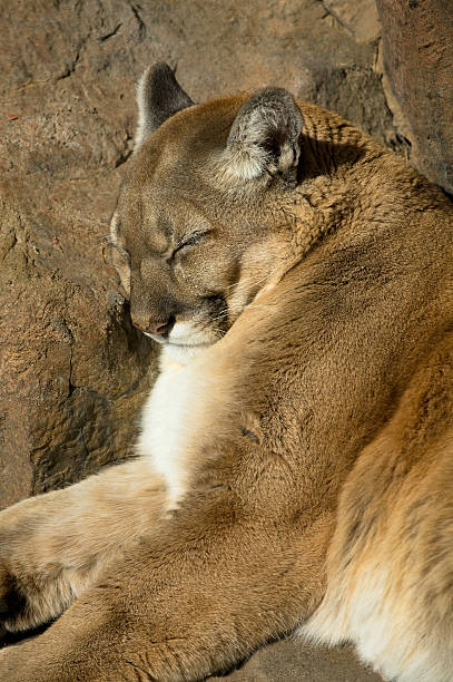 istock Mountain Lion Resting on Rocks 136221625