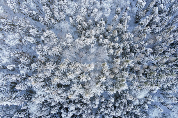 istock Beautiful winter forest with snowy trees, aerial view 1362218030