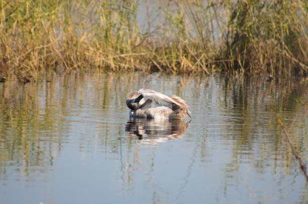 Musselburgh, located on the coast of the Firth of Forth, provides nature for a lot of different birds
