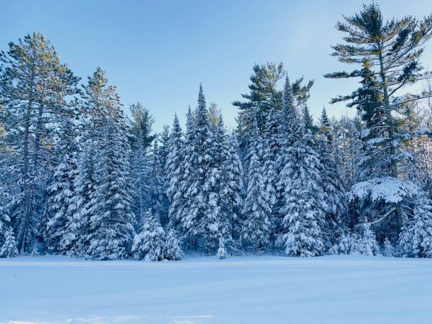 Winter snow covered trees stock photo
