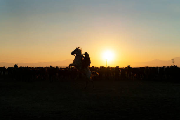 homem de chapéu de cowboy é fotografado levantando cavalo para o rei - halter horse animal adult - fotografias e filmes do acervo