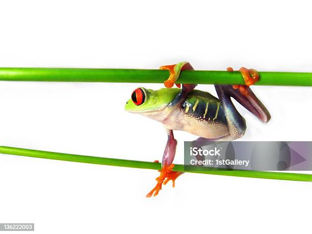 붉은눈나무개구리 Agalychnis Callidryas 0명에 대한 스톡 사진 및 기타 이미지 - 0명, 개구리, 기둥