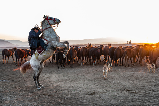 kovboy şapkalı adam atı şaha kaldırırken manzarası. gün batımında at çobanı  fotoğraflanmıştır. gün batımında full frame makine ile çekilmiştir