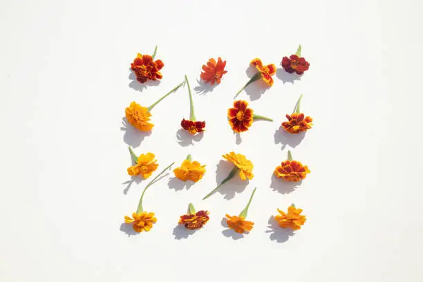 Marigold flower heads are laid out on white background. Knolling. Healing herbs. Antiseptic. Antibacterial herbs. Medical Herbs for treatment of liver and strengthening walls of blood vessels.