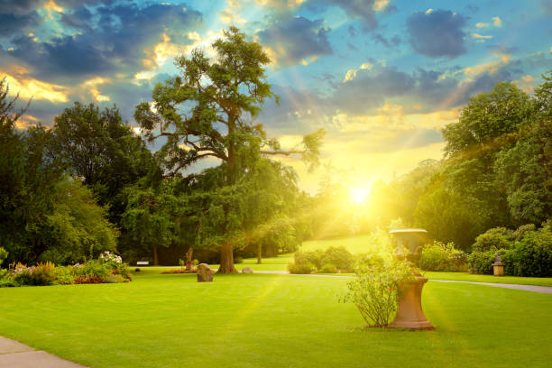 istock Sunrise in summer park 1362220982