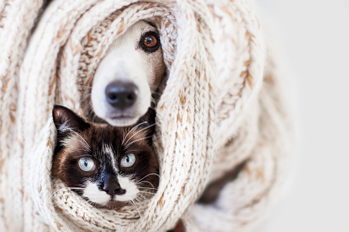 Dog and cat covered in brown material scarf