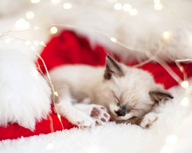 istock Kitten sleep in christmas hat 1362221077