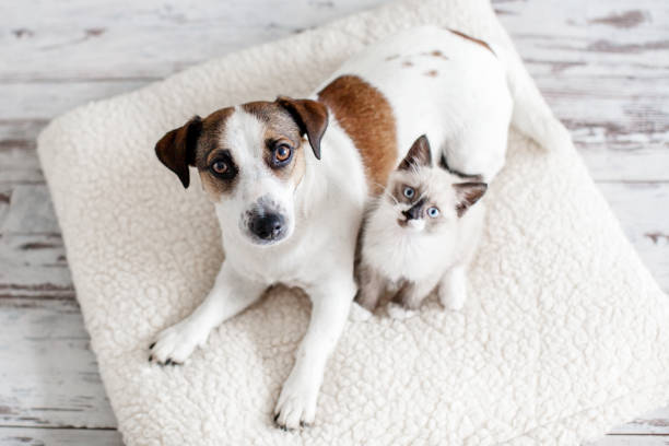 cane e gatto sono i migliori amici che giocano insieme a casa - dof foto e immagini stock