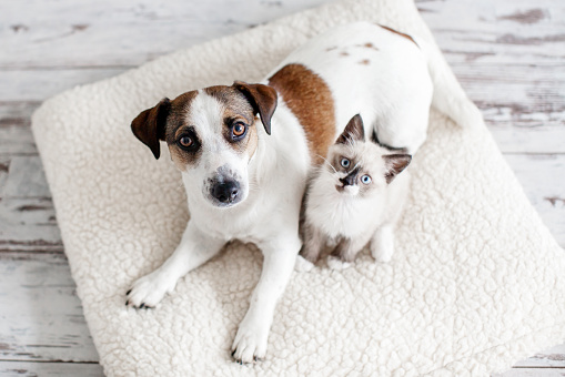 Beautiful dog and a small cat are sitting on a soft white pillow. A kitten and a puppy together at home. Cozy home concept